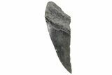 Partial Fossil Megalodon Tooth - South Carolina #320708-1